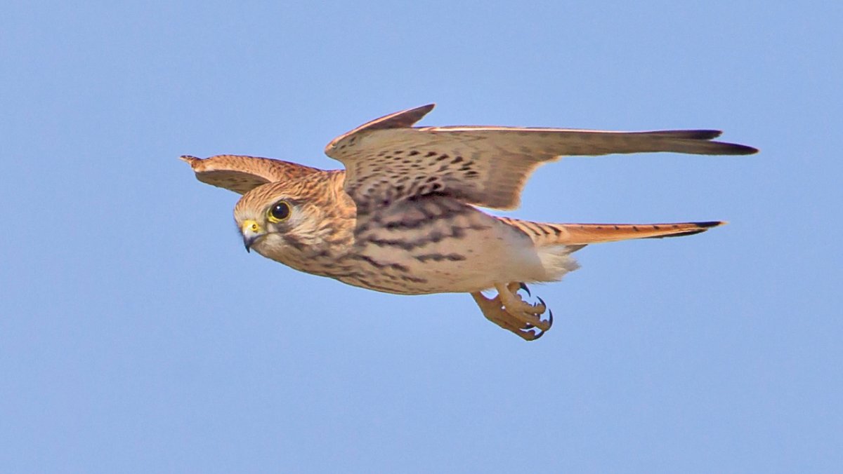 Сова пустельга