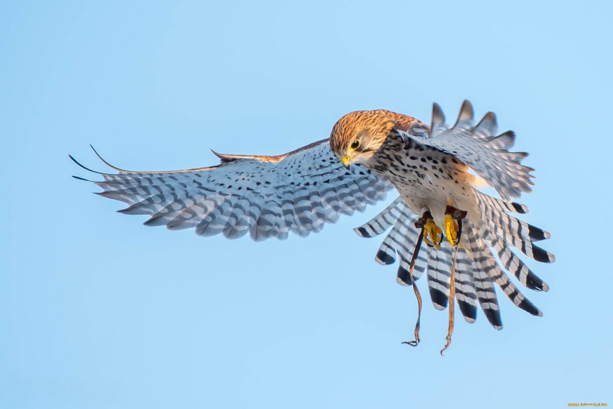 Маврикийская пустельга