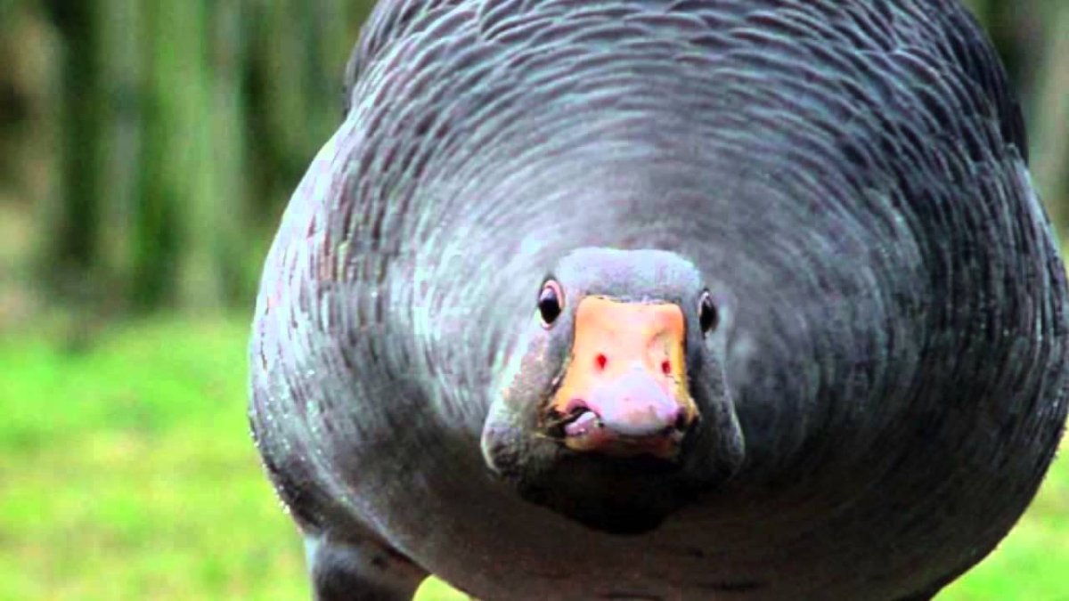 Вымерший Орел Хааста