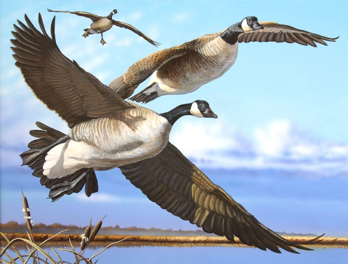 Картины с дикими гусями