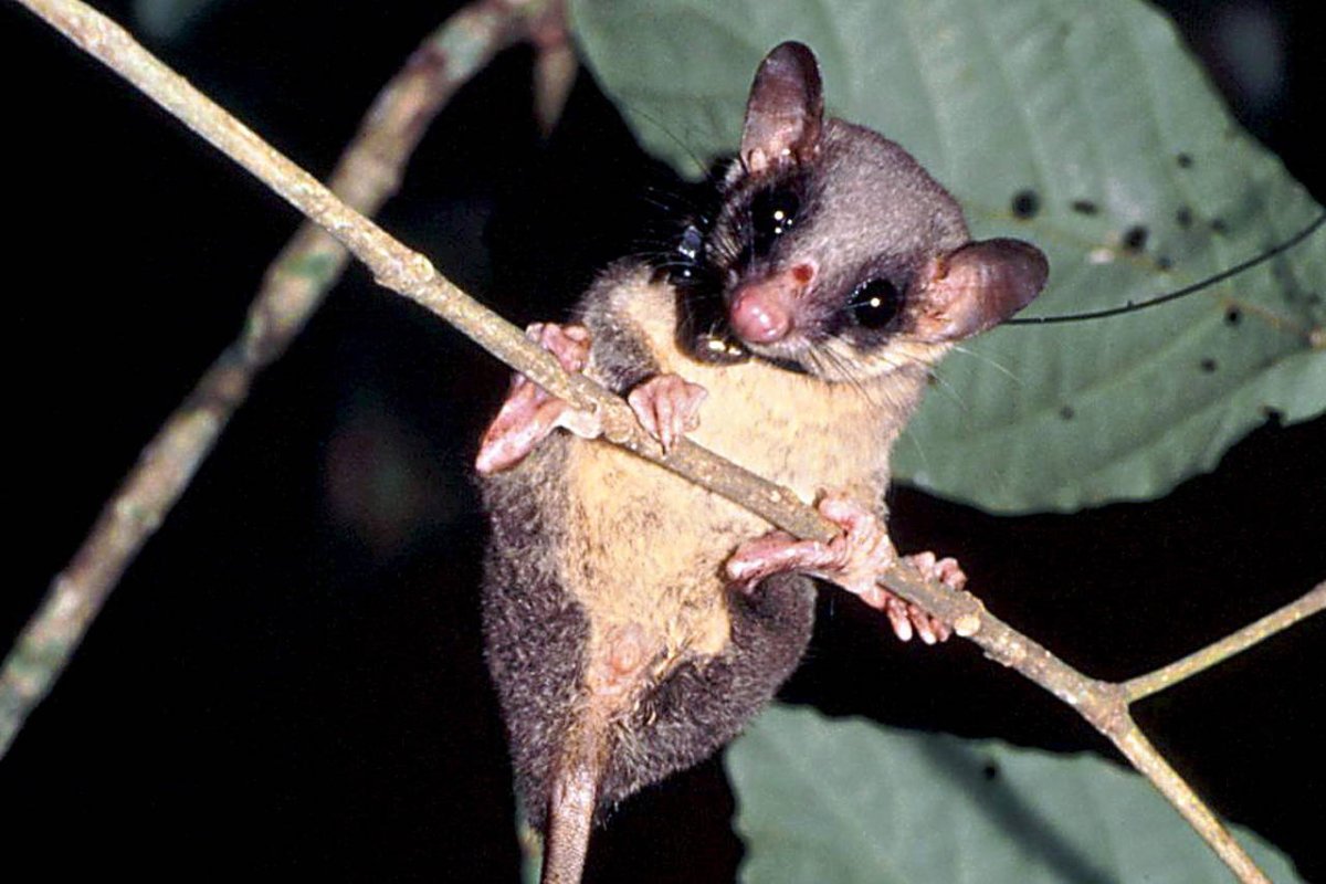 Перьехвостая тупайя