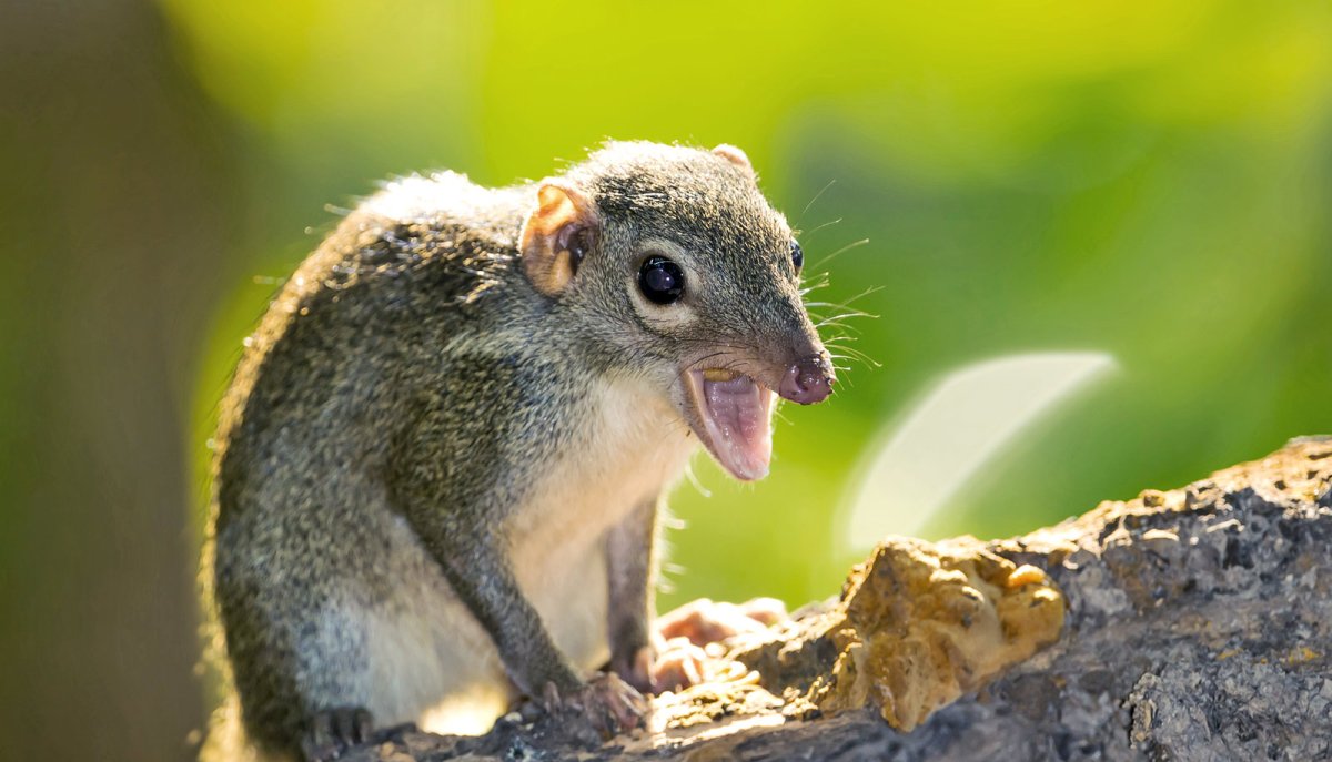 Тупаи приматы