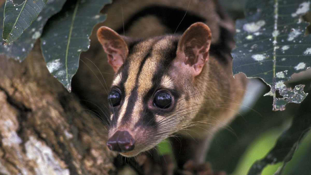 Пятнистохвостая сумчатая куница
