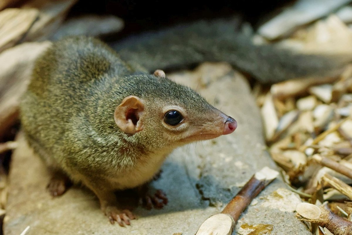 Северная тупайя