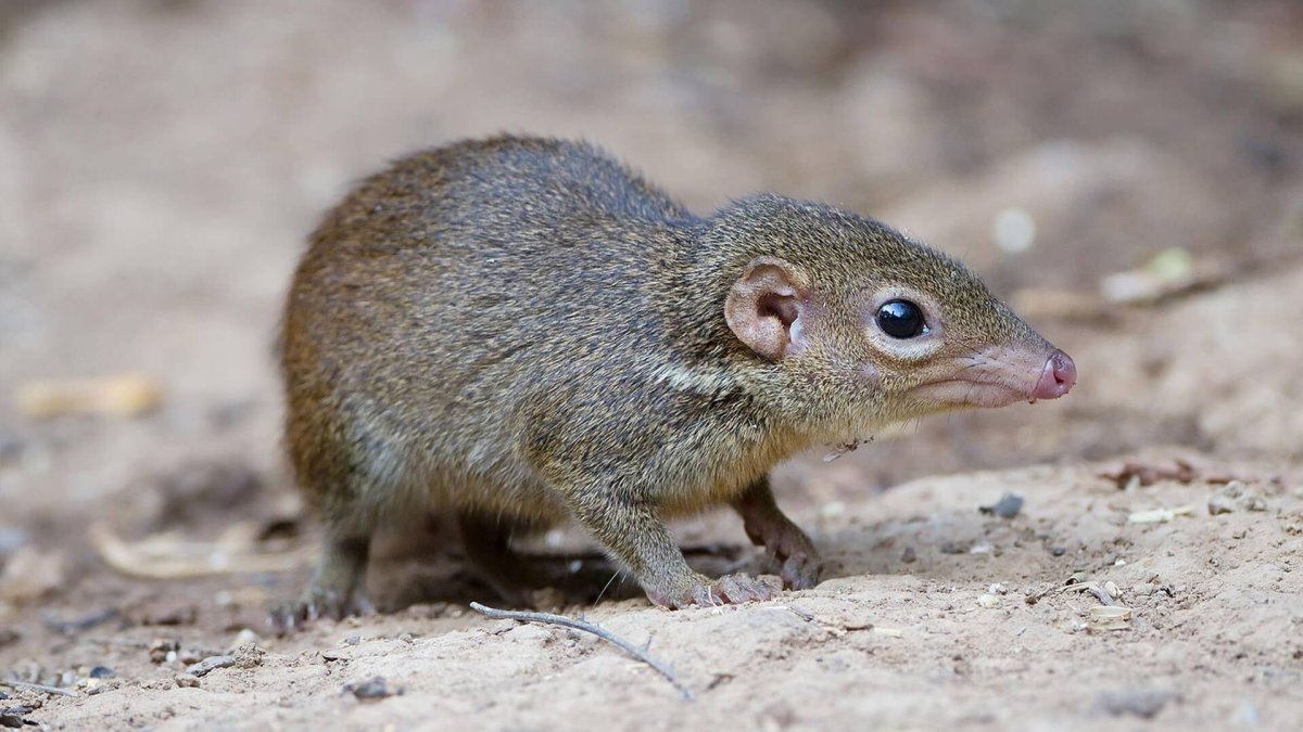 Обыкновенная тупайя