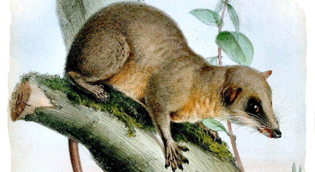 Перьехвостая тупайя