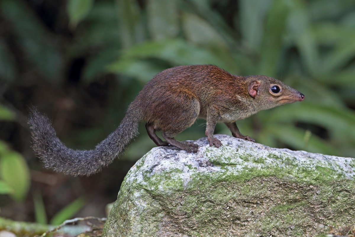 Белка тупайя