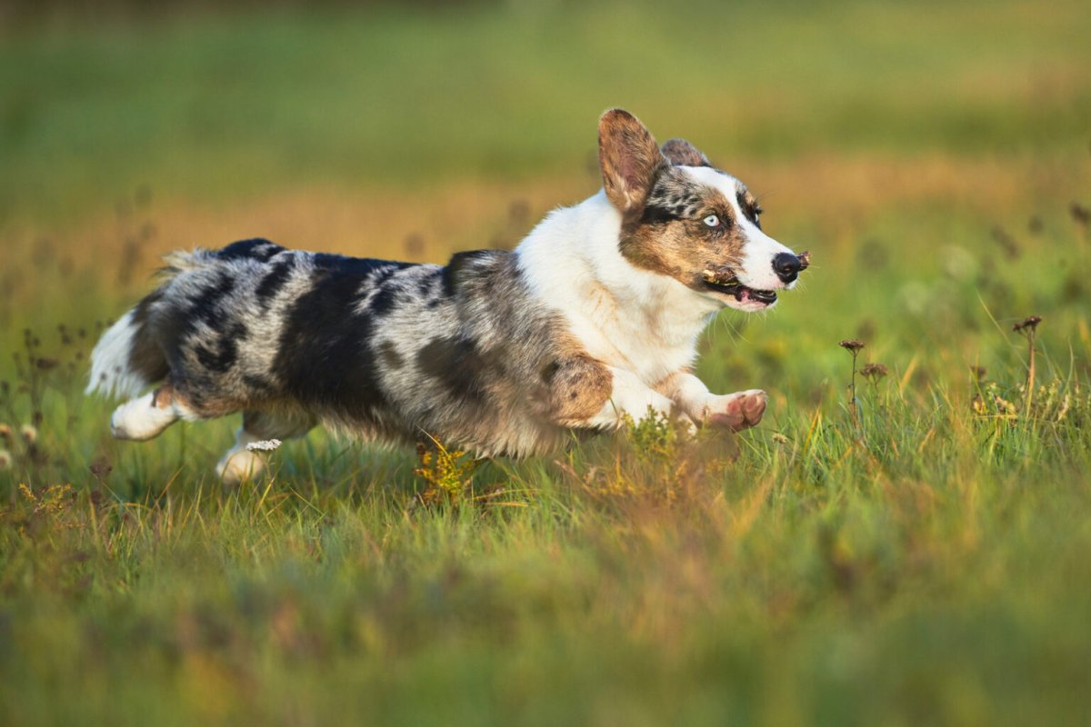 Корги кардиган Королевский светлый