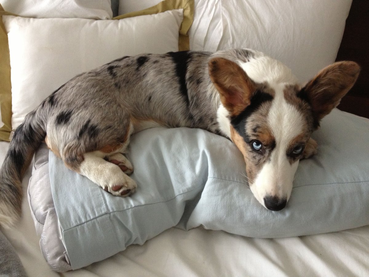 Корги кардиган флаффи тигровый