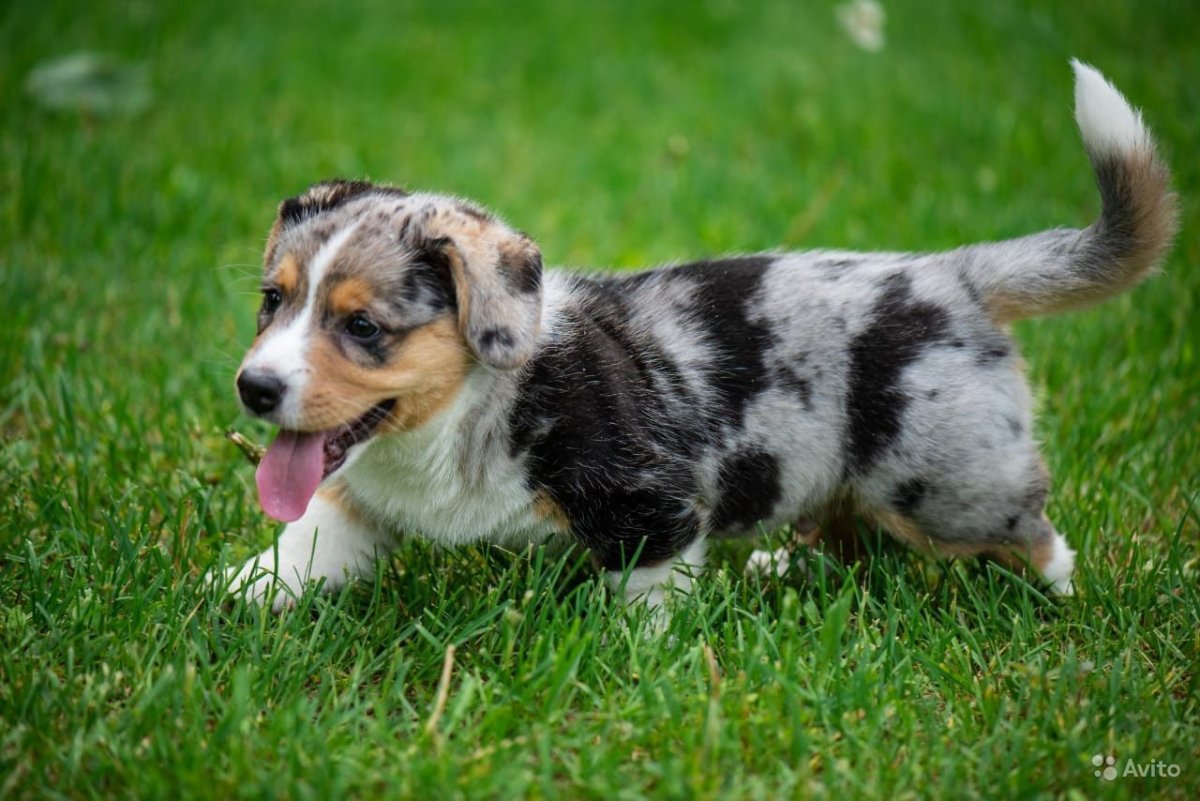 Вельш-корги-кардиган мраморного окраса в СПБ