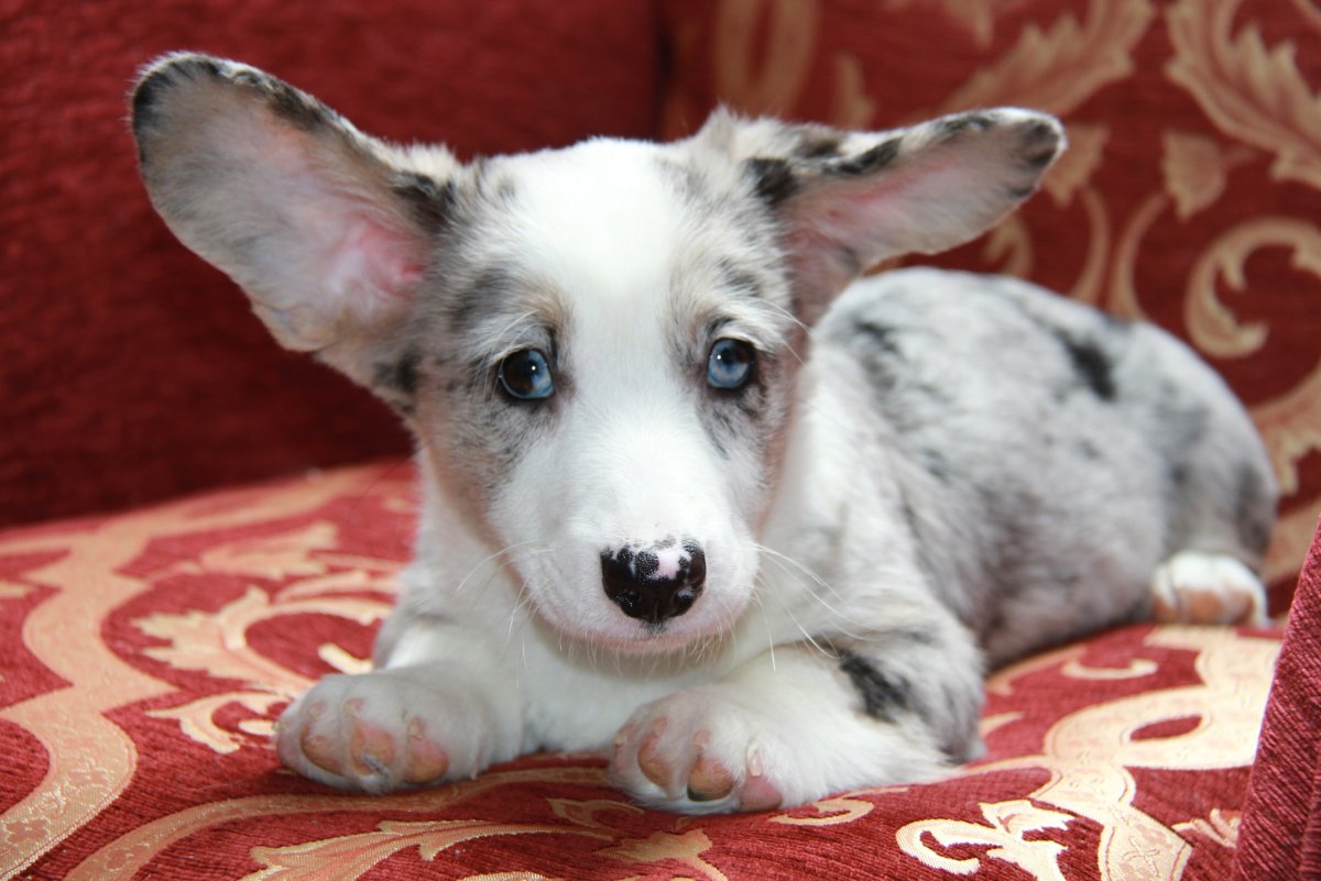 Корги кардиган мраморный