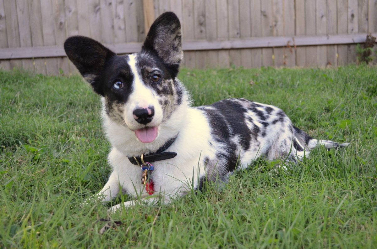 Голубоглазый корги вельш