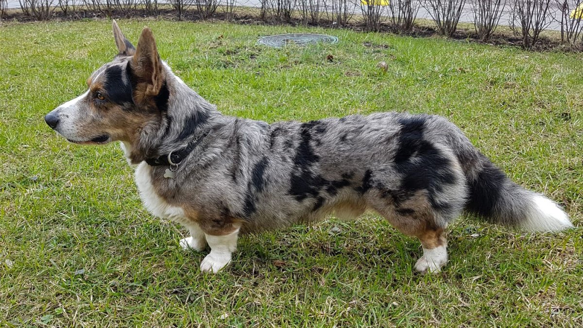 Вельш корги черный