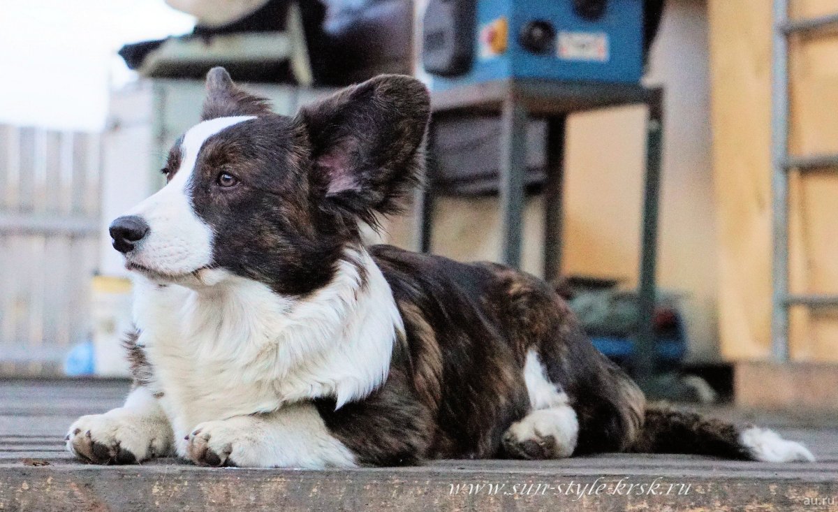 Корги кардиган Блю Мерль