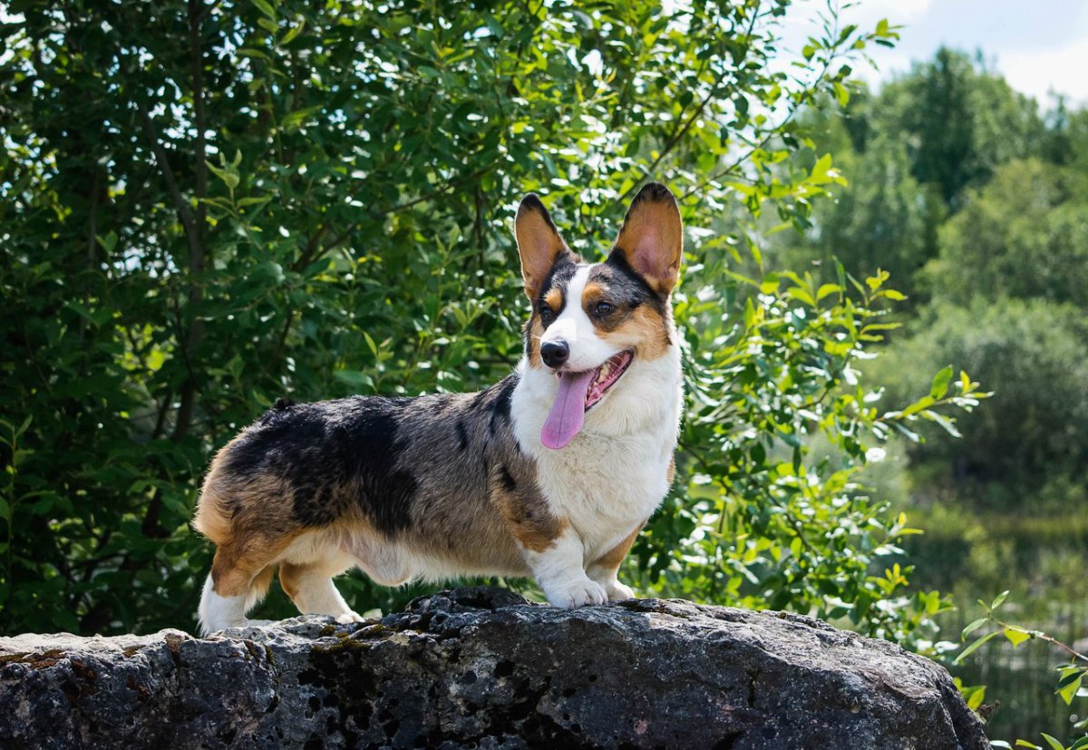 Щенок пемброк кардиган мрамор фото