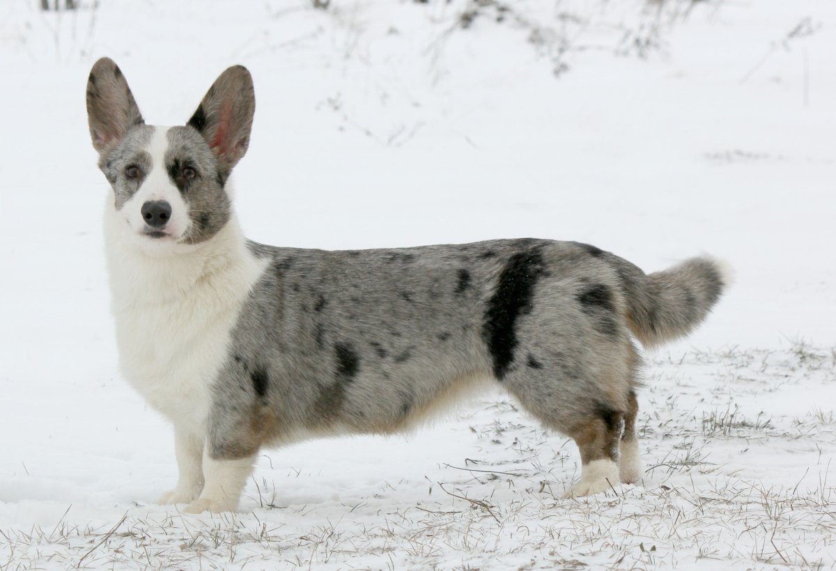 Корги кардиган арт