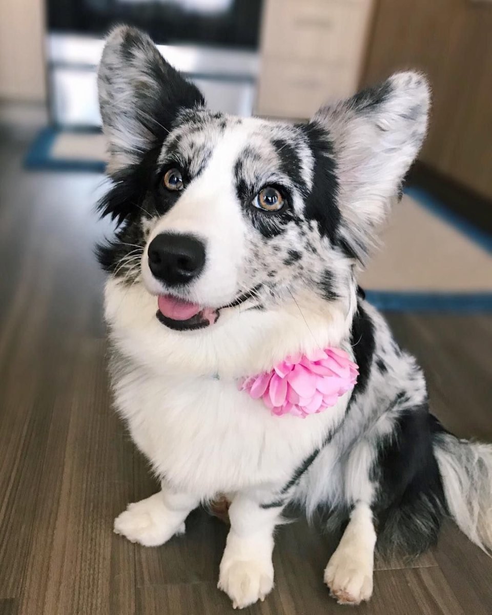 Корги кардиган мраморный черный