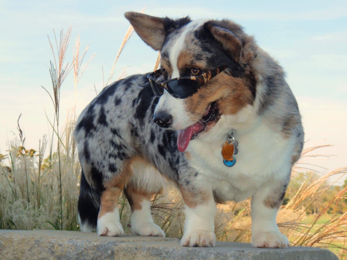 Вельш корги кардиган Блю Мерль