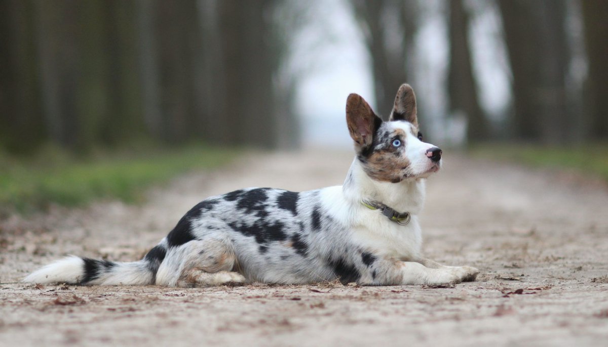 Вельш корги кардиган