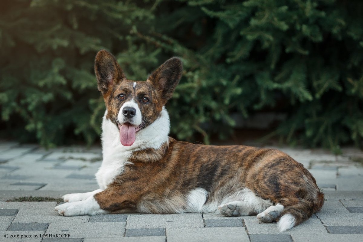 Корги кардиган серый