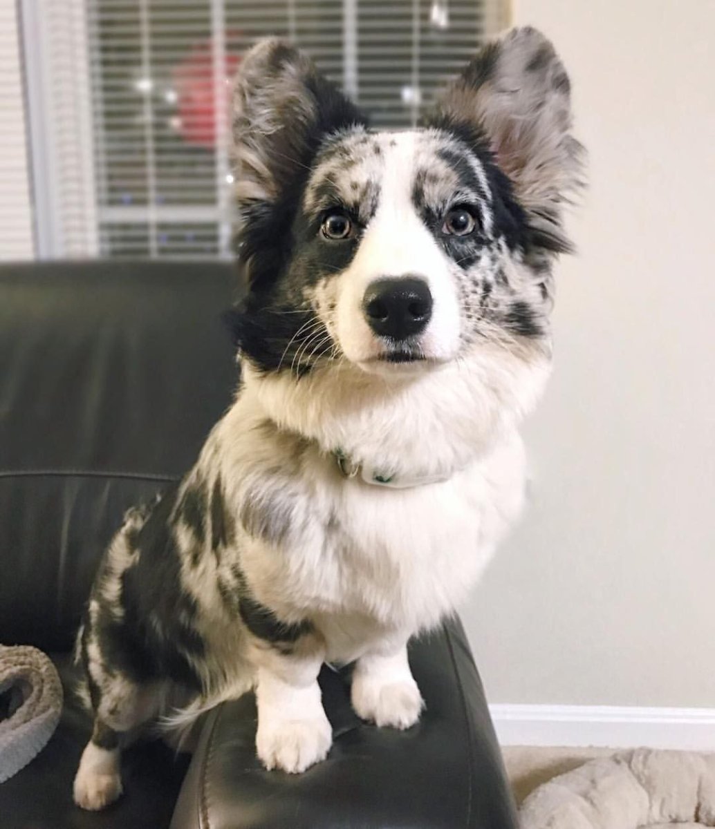 Корги кардиган Мерль флаффи