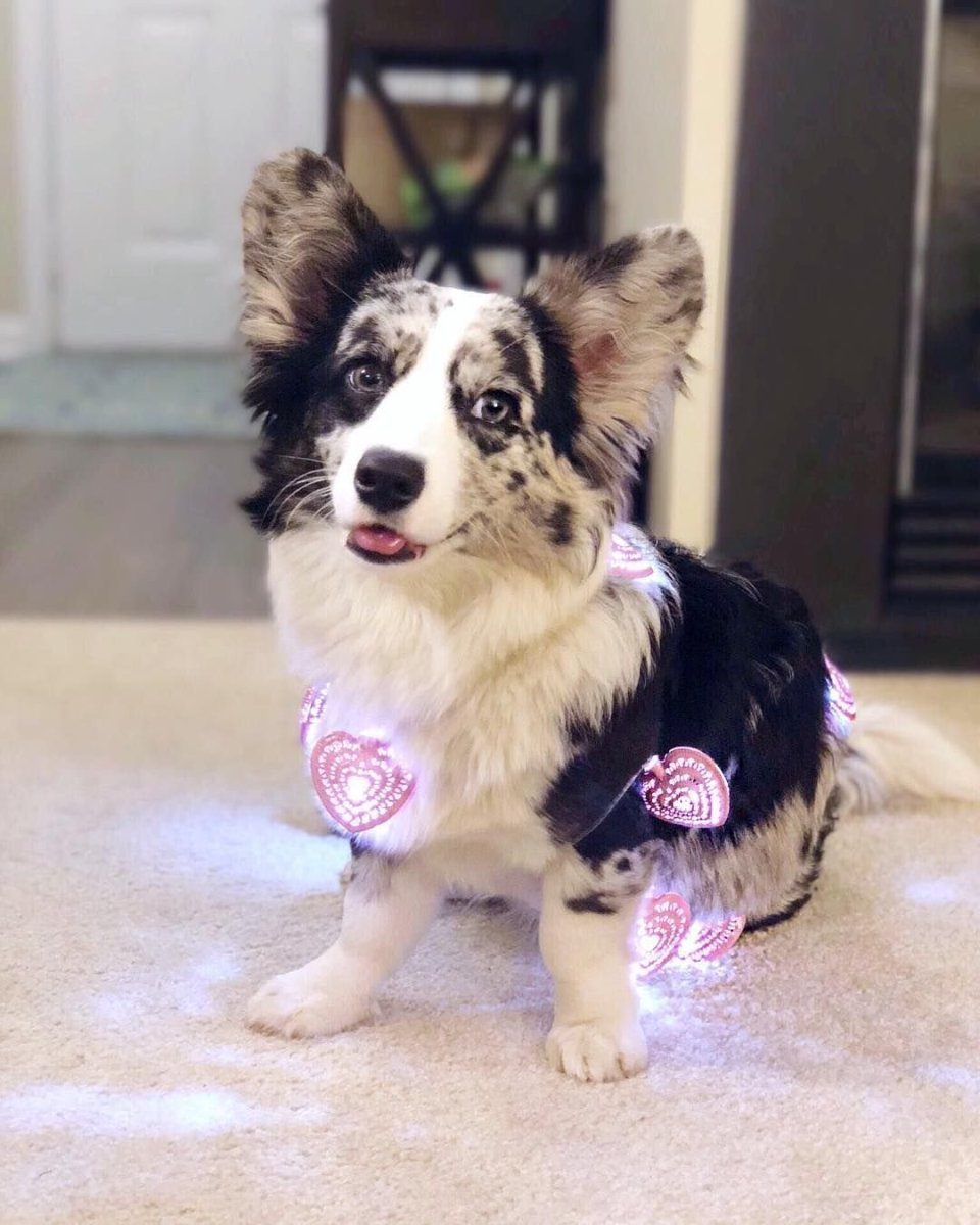 Корги кардиган Блю Мерль