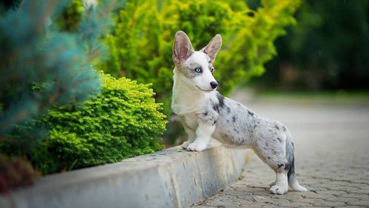 Корги кардиган серый