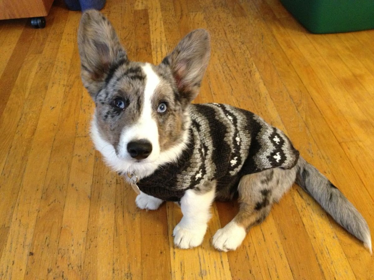 Корги кардиган Блю Мерль