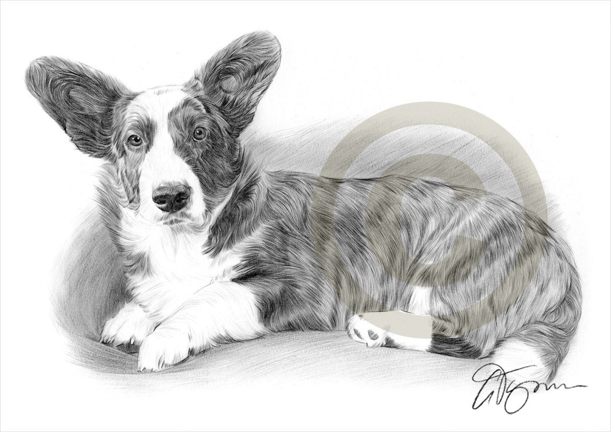 Вельш корги кардиган флаффи