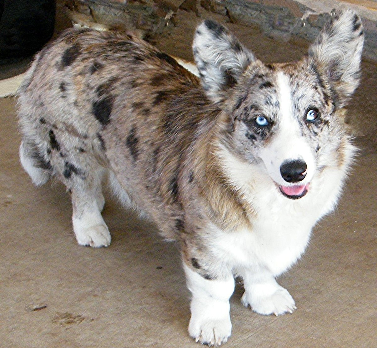 Корги кардиган Блю Мерль