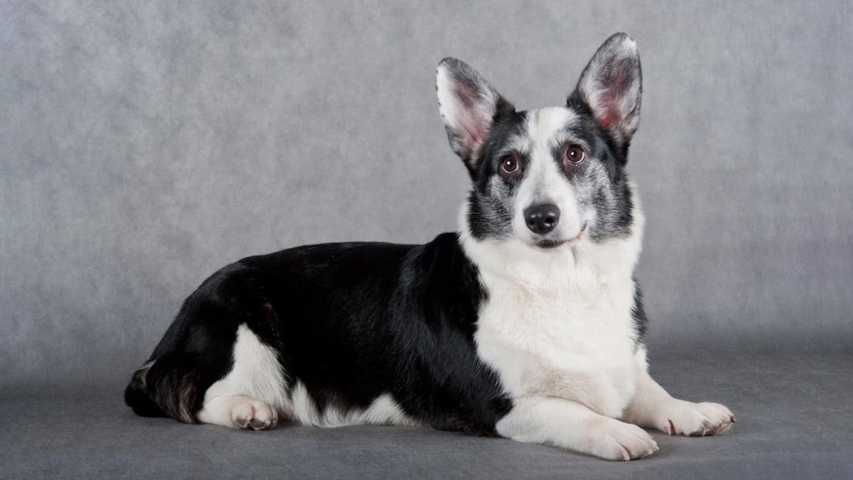 Корги блинчик