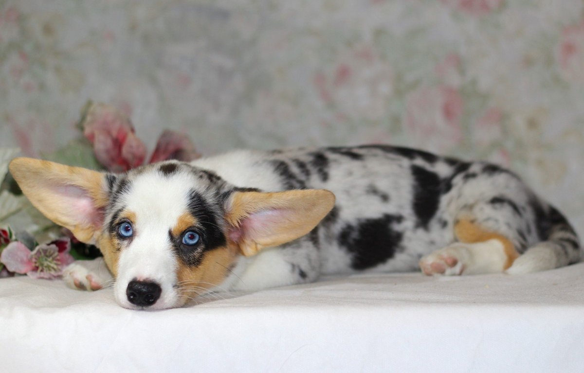 Карди Мерле порода собак