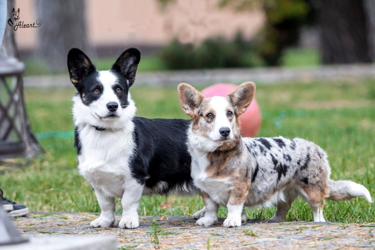 Корги кардиган шоколадный Мерль