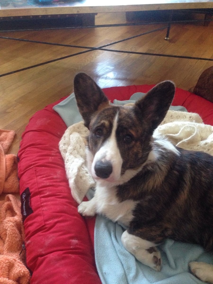 Вельш корги кардиган мраморный