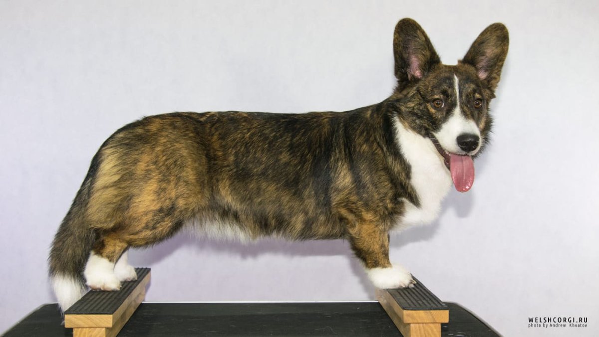 Корги кардиган флаффи мраморный