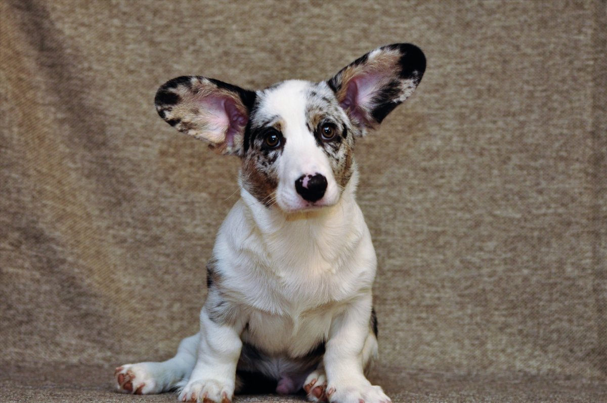 Вельш корги кардиган Блю Мерль