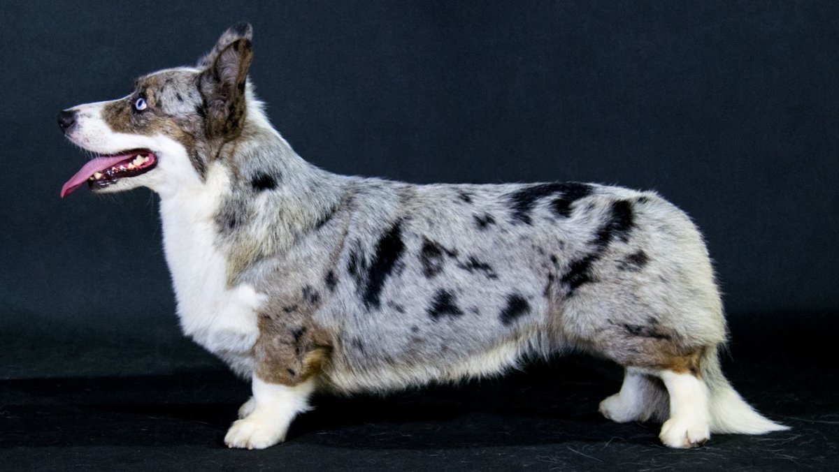 Вельш корги кардиган мраморный