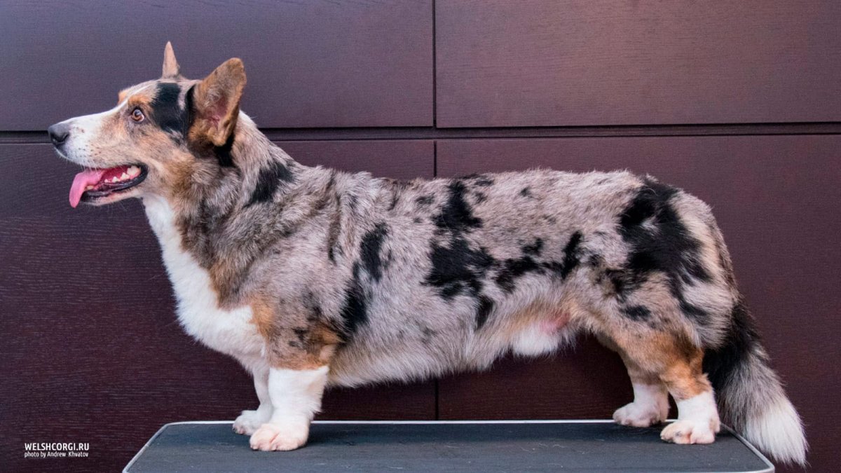 Вельш корги кардиган Блю Мерль