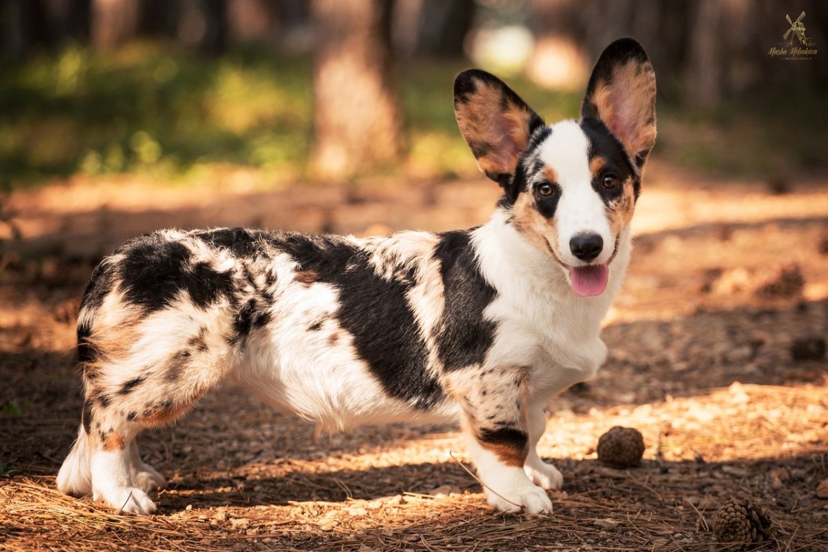 Корги кардиган мраморный