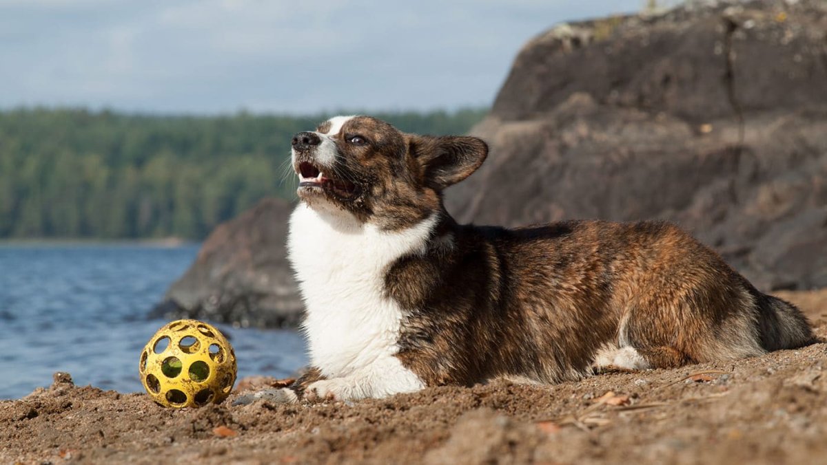 Вельш корги кардиган Блю Мерль
