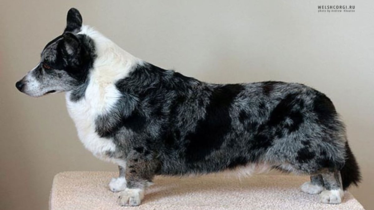 Корги Блю Мерль