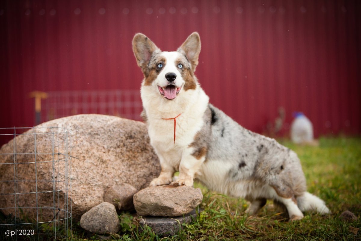 Вельш корги кардиган