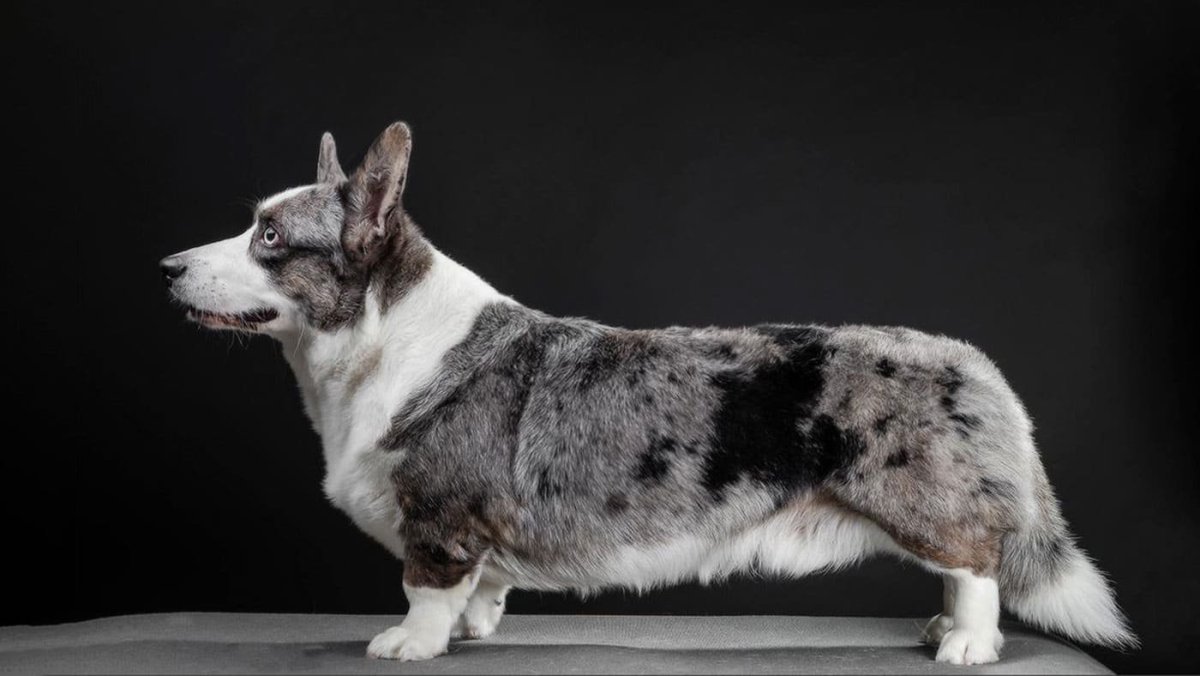 Вельш корги кардиган арт