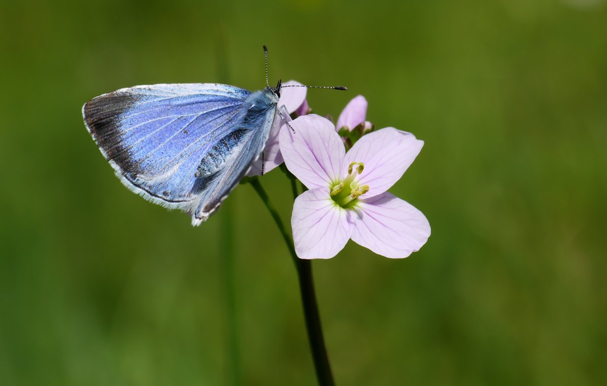 Лен с бабочками