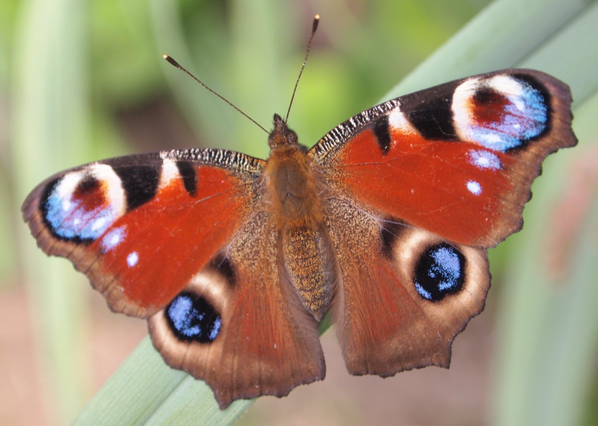 Бабочка павлиний глаз самка
