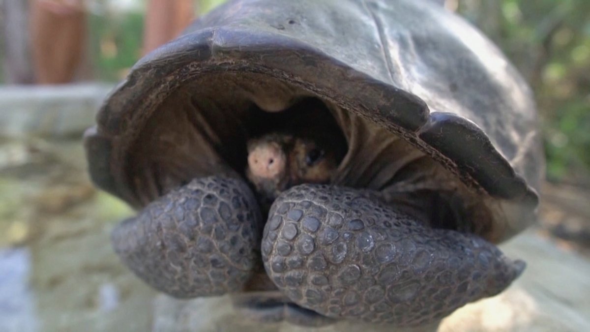 Черепаха бугорчатая черепаха