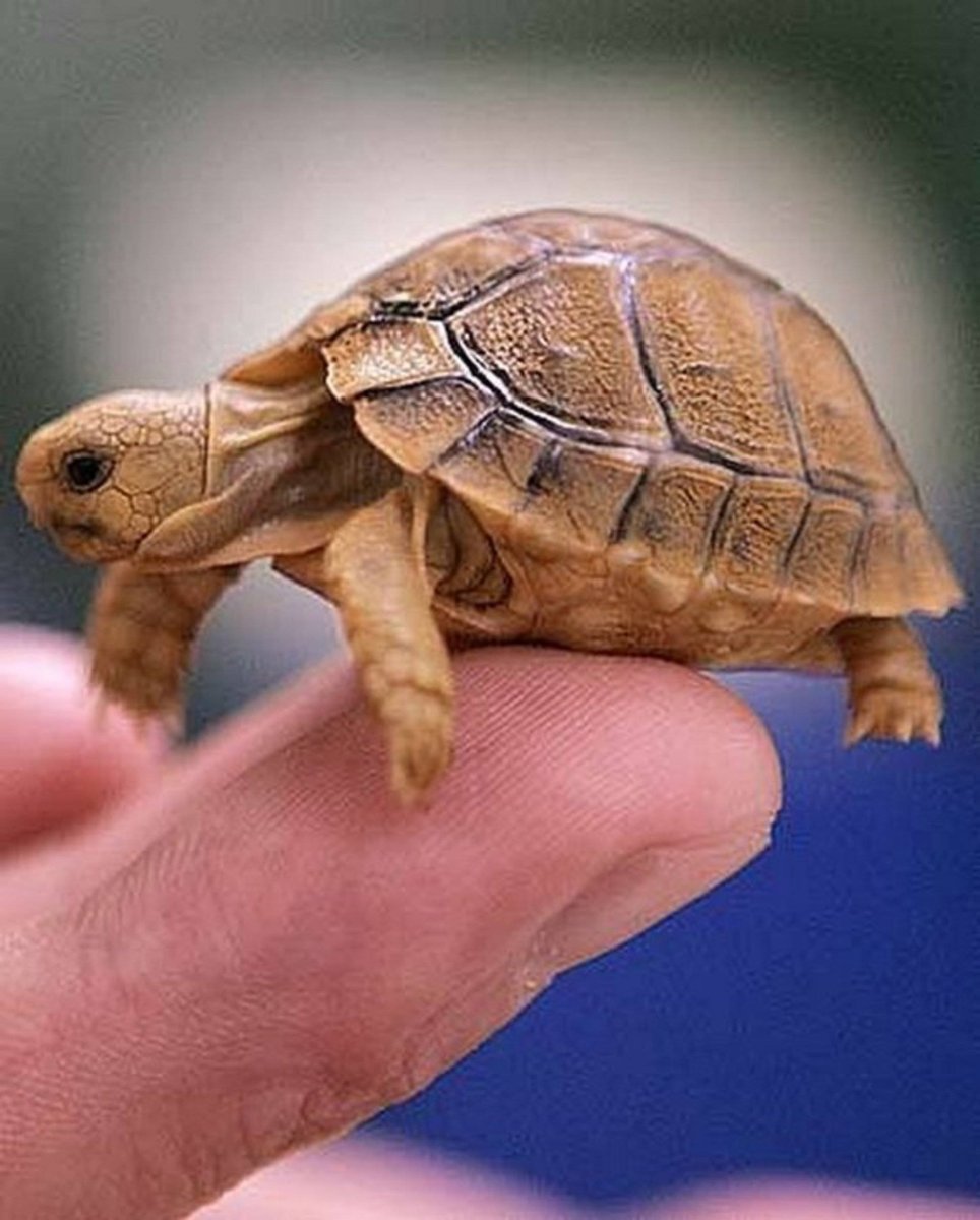 Западная Расписная черепаха