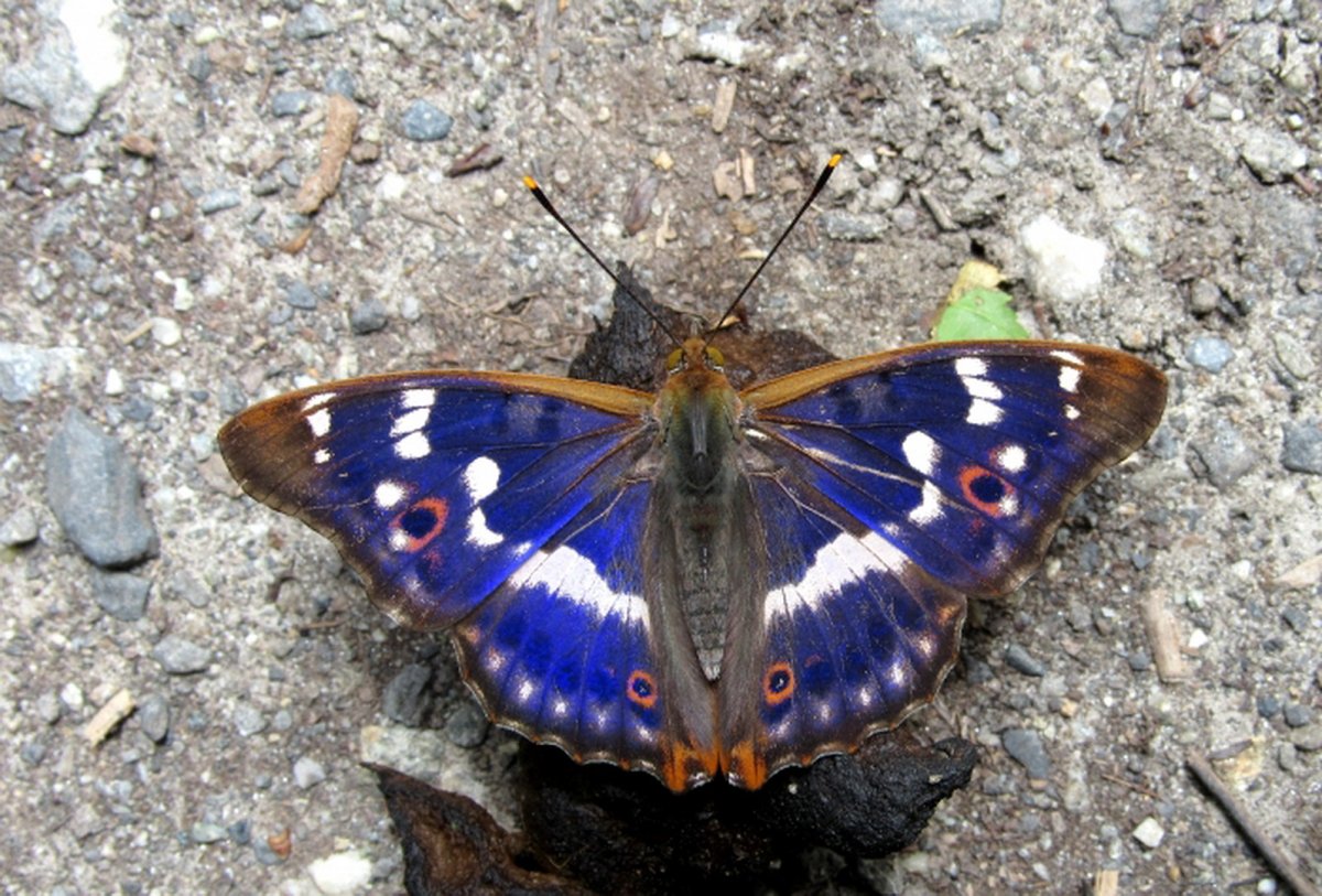 Переливница Тополевая