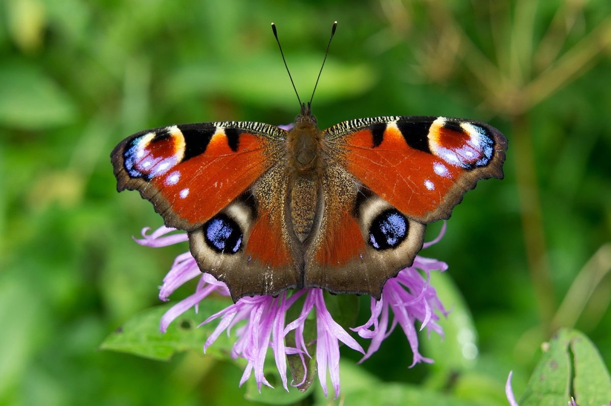 Бабочки среднего Урала