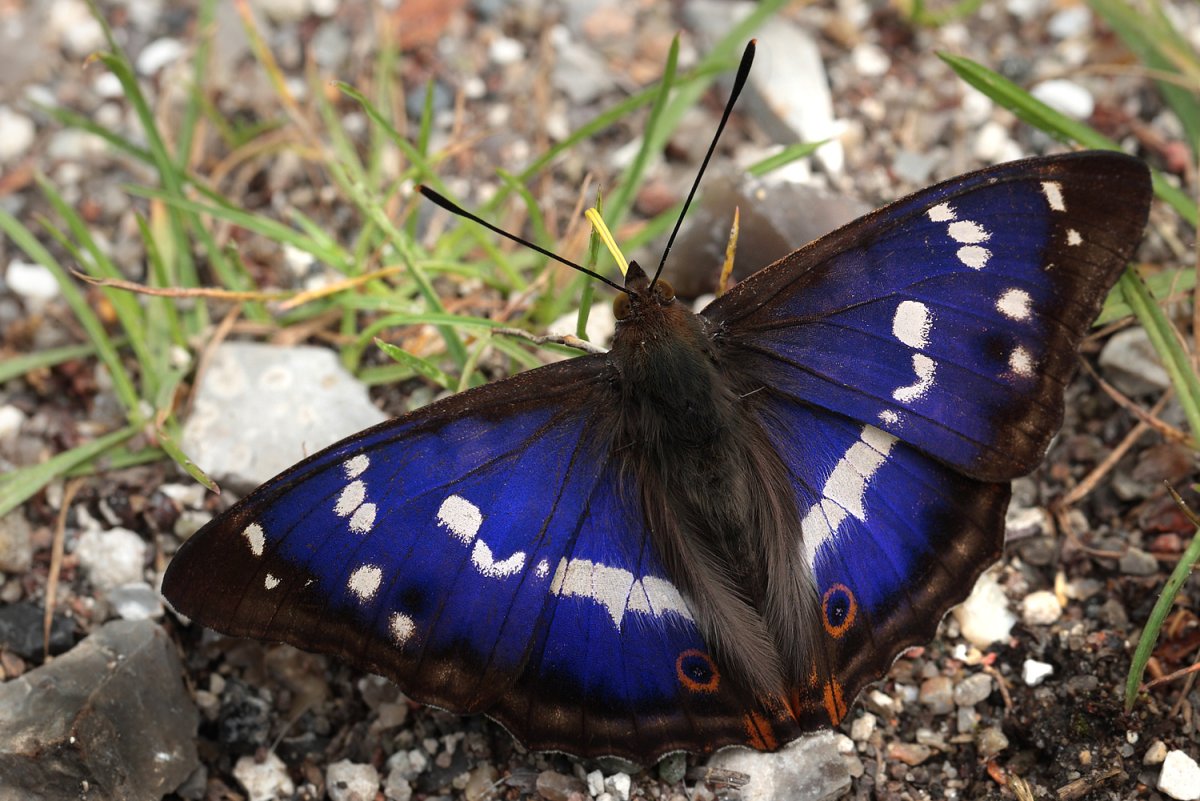 Переливница Ивовая бабочка